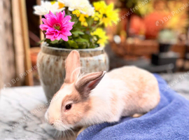 Lovely mix breed male rabbit