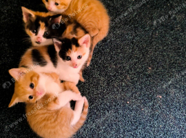 Ginger and Calicos cat for sale