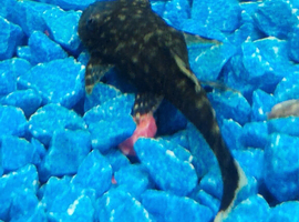 Bristlenose Plecs