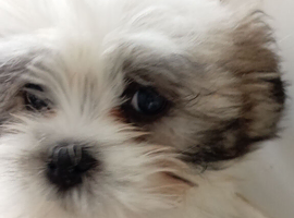 Lhasa apso