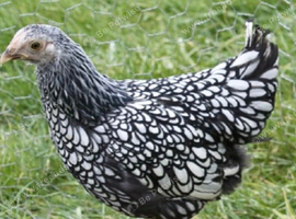 Banthem Wyandotte hen