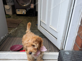 Chaii looking for his forever home