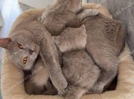 British short hair kittens