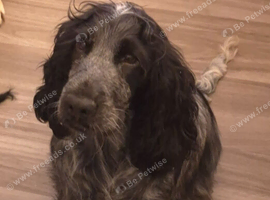 Stunning show cocker