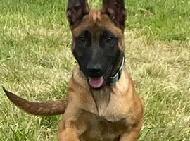 BRN Registered 4 month old male
