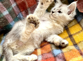 Silver Ticked Polydactyl Male