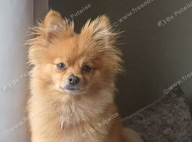 Pomeranian sasha 2 in August