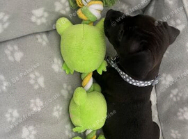 Patterdale/Jack Russel