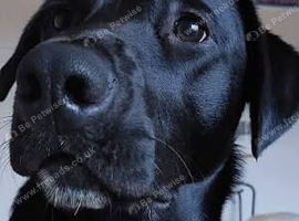 Two borador for sale