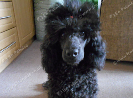 MINIATURE POODLE KENNEL CLUB REGISTERED