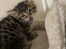 3 kittens available Half Maine coon