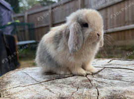 Harlequin mini lop babies