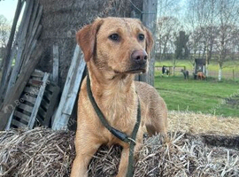 Beautiful working line Labrador puppies