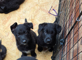 German shepherd puppies