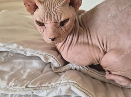 Male sphynx