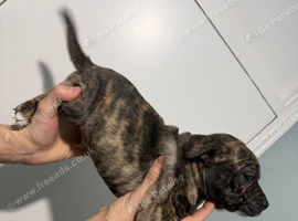 Staffordshire bull terrier boy 13 weeks old
