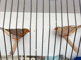 Orange & black mutation zebra finches for sale