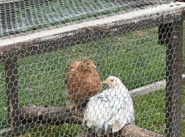 Pekin bantam