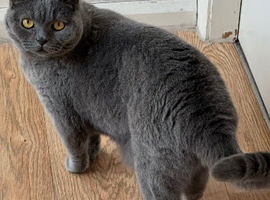 Retired blue female