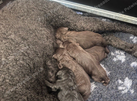 Stunning F1 Labradoodle Litter from Health Tested Parents.