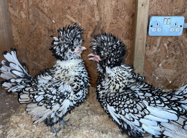 2 silver laced frizzle pullets