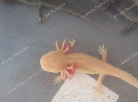 Axolotls