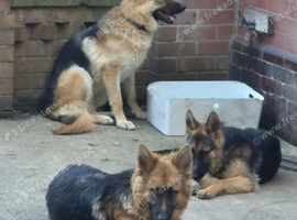 German shepherd