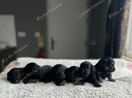 Frankie lovely daxiepoos available to leave in August