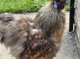Amazing silkie cockerel
