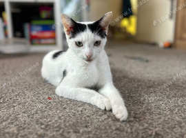 One yr old sisters need new home