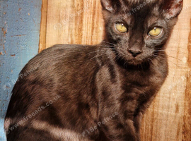 Beautiful Bengamese kittens