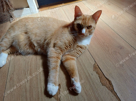 Lovable tom cat