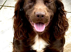 Chocolate cocker stud