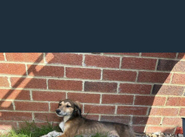 Saluki greyhound