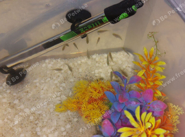 30 + cichlid fry