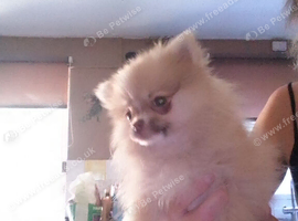Beautiful pomeranian puppy