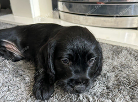 2 puppies