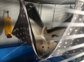 2 adult male rats for sale