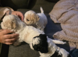 Bichon x shih tzu