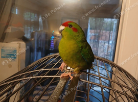 Kakariki young