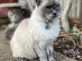 Ragdoll cat needs loving home