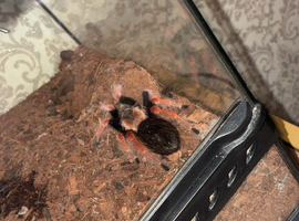 2x Tarantulas