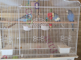 3 budgies and cage for sale