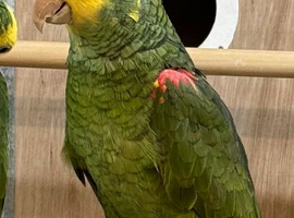 Double yellow headed Amazon cock bird