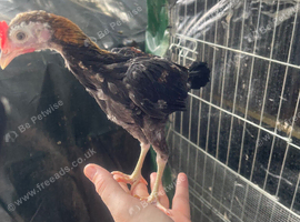 Free to good home 2 modern game bantam cockerels