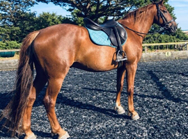 16.3 Irish sports horse gelding