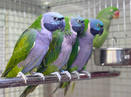 Derbyan parrot