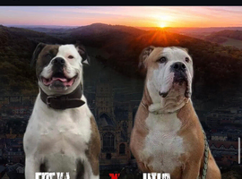 Alapaha blue blood bulldogs