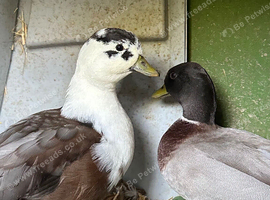 Call Duck Drakes