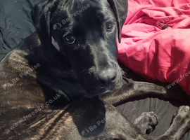 Female cane corso